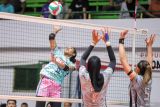 Pevoli Petrokimia Gresik Pupuk Indonesia Mediol Stiovanny Yoku (kiri) melakukan smes ke arah pevoli TNI AU Electric Ratih Cantika Putri (kanan) dan Dinda Syifa Ammelia (tengah) pada pertandingan Final Four Livoli Divisi Utama di GOR Tri Dharma, Gresik, Jawa Timur, Sabtu (16/11/2024). Petrokimia Gresik Pupuk Indonesia mengalahkan TNI AU Electric dengan skor 3-0 (25-22, 25-16, dan 25-16). Antara Jatim/Rizal Hanafi/um