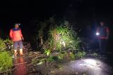 Curah hujan tinggi, tanah longsor hingga pohon tumbang landa jalan Rimbo Malampah Pasaman