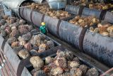Program B40 tak akan ganggu produksi minyak goreng