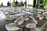 Pedagang dan nelayan mengikuti lelang ikan di Tempat Pelelangan Ikan (TPI) Lontar, Tirtayasa, Kabupaten Serang, Banten, Senin (18/11/2024). Menurut pengelola, hasil tangkapan ikan di tempat pelelangan tersebut menurun dari hari biasa sebanyak 3 kuintal menjadi 1,5 kuintal setiap harinya atau turun 50 persen imbas karena peralihan cuaca dari musim kemarau ke musim hujan yang tidak menentu. ANTARA FOTO/Putra M. Akbar/Spt/gp