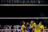 Pevoli Petrokimia Gresik Pupuk Indonesia berselebrasi usai meraih poin atas tim TNI AL  pada pertandingan Final Four Livoli Divisi Utama di GOR Tri Dharma, Gresik, Jawa Timur, Senin (18/11/2024). Petrokimia Gresik Pupuk Indonesia lolos ke Grand Final usai mengalahkan TNI AL dengan skor 3-0 (25-19, 25-14, dan 25-17). ANTARA Jatim/Rizal Hanafi/mas.