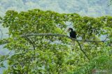 Seekor burung Julang Emas (Rhyticeros Undulatus) bertengger di atas pohon seusai dilepasliarkan di Kawasan Taman Nasional Bromo Tengger Semeru (TNBTS), Desa Ngadirejo, Kabupaten Malang, Jawa Timur, Selasa (19/11/2024). Balai Besar TNBTS melepasliarkan empat burung Julang Emas berjenis kelamin satu jantan dan tiga betina serahan masyarakat ke Balai Konservasi Sumber Daya Alam (BKSDA) Yogyakarta untuk menambah populasi Julang Emas yang catatan perjumpaan di kawasan tersebut masih sangat minim. Antara Jatim/Irfan Sumanjaya/um