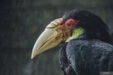 Seekor burung Julang Emas (Rhyticeros Undulatus) bertengger di atas kayu kandang habituasi saat pelepasliaran di Kawasan Taman Nasional Bromo Tengger Semeru (TNBTS), Desa Ngadirejo, Kabupaten Malang, Jawa Timur, Selasa (19/11/2024). Balai Besar TNBTS melepasliarkan empat burung Julang Emas berjenis kelamin satu jantan dan tiga betina serahan masyarakat ke Balai Konservasi Sumber Daya Alam (BKSDA) Yogyakarta untuk menambah populasi Julang Emas yang catatan perjumpaan di kawasan tersebut masih sangat minim. Antara Jatim/Irfan Sumanjaya/um