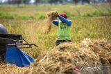 Petani memanen padi di area sawah desa Pekandangan, Indramayu, Jawa Barat, Selasa (19/11/2024). Pemerintah Provinsi Jawa Barat mengoptimalkan berbagai upaya strategis guna mengejar target produksi gabah kering giling (GKG) sebanyak 11.084.635 ton pada akhir 2024. ANTARA FOTO/Dedhez Anggara/agr