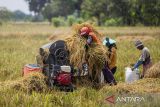 Petani memisahkan padi dari tangkainya di area sawah desa Pekandangan, Indramayu, Jawa Barat, Selasa (19/11/2024). Pemerintah Provinsi Jawa Barat mengoptimalkan berbagai upaya strategis guna mengejar target produksi gabah kering giling (GKG) sebanyak 11.084.635 ton pada akhir 2024. ANTARA FOTO/Dedhez Anggara/agr