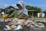 Pekerja menjemur ikan asin di kawasan Karangantu Kota Serang, Banten, Selasa (19/11/2024). Menurut pengusaha setempat, produksi ikan asin menurun dalam sepekan terakhir dari biasa sebanyak 100 kg menjadi 20 kg setiap harinya karena kurangnya pasokan bahan baku dari nelayan yang tidak melaut karena air pasang.. ANTARA FOTO/Putra M. Akbar/gp