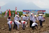 Petani menamam jagung saat peluncuran Gugus Tugas Polri dalam mendukung ketahanan pangan di Desa Bulang, Kecamatan Prambon, Kabupaten Sidoarjo, Jawa Timur, Rabu (20/11/2024). Gugus Tugas Polri akan melaksanakan sejumlah program berkaitan dengan pangan yang mendukung misi Asta Cita Presiden Prabowo Subianto. Antara Jatim/Umarul Faruq