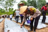 Polres Natuna tanam sebanyak 6.000 bibit jagung dukung Asta Cita Presiden