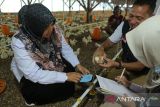 Tim gabungan dari Balai Besar Pengawas Obat dan Makanan (BBPOM) dan Dinas Peternakan Aceh melakukan pendataan dan pemeriksaan usaha peternakan ayam pedaging di desa Lamkrut, kecamatan Lhoknga,  kabupaten Aceh Besar, Aceh, Rabu (20/11/2024). Kunjungan ke sejumlah usaha peternakan unggas di daerah itu untuk pemeriksaan kesehatan ternak, pengunaan pakan , obat obatan dan selain memberikan penyuluhan kepada pelaku usaha sebagai  Rencana Aksi Nasional Pengendalian  Resistensi Antimikroba (RAN PRA)  yang berkelanjutan dan komprehensif. ANTARA FOTO/Ampelsa.