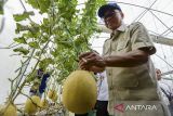 Menteri Desa dan Pembangunan Daerah Tertinggal Yandri Susanto (kanan) memanen melon di Desa Waringin Kurung, Kabupaten Serang, Banten, Minggu (24/11/2024). Dalam kunjungannya tersebut Menteri Desa dan Pembangunan Daerah Tertinggal Yandri Susanto melakukan sosialisasi tentang kebijakan pembangunan daerah dan ketahanan pangan di desa kepada perangkat desa sekaligus mengunjungi potensi budi daya melon lokal yang dikelola langsung oleh BUMDes. ANTARA FOTO/Muhammad Bagus Khoirunas/gp