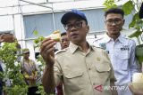 Kunjungan Mendes PDT di Kabupaten Serang. Menteri Desa dan Pembangunan Daerah Tertinggal Yandri Susanto (kanan) mencicipi melon di Desa Waringin Kurung, Kabupaten Serang, Banten, Minggu (24/11/2024). Dalam kunjungannya tersebut Menteri Desa dan Pembangunan Daerah Tertinggal Yandri Susanto melakukan sosialisasi tentang kebijakan pembangunan daerah dan ketahanan pangan di desa kepada perangkat desa sekaligus mengunjungi potensi budi daya melon lokal yang dikelola langsung oleh BUMDes. ANTARA FOTO/Muhammad Bagus Khoirunas/gp