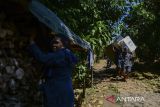 Warga Suku Badui menggotong logistik Pilkada 2024 menuju lokasi TPS di Desa Kanekes, Lebak, Banten, Selasa (26/11/2024). Distribusi logistik pemilihan Gubernur-Wakil Gubernur Banten dan pemilihan Bupati-Wakil Bupati Kabupaten Lebak di pedalaman Suku Badui tersebut ditempuh dengan berjalan kaki di 16 TPS dengan jarak terjauh sekitar sepanjang 10 kilometer. ANTARA FOTO/Muhammad Bagus Khoirunas/gp