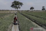 Petani membersihkan rumput liar di sekitar tanaman bawang merah di area Sekolah Lapang Produk Pertanian Hortikultura, Kecamatan Kasemen, Kota Serang, Banten, Selasa (26/11/2024). Bank Indonesia Provinsi Banten bersama Pemerintah Provinsi Banten menginisiasi program Sekolah Lapang Produk Pertanian Hortikultura yang merupakan tindak lanjut arahan Presiden pada Rapat Koordinasi Nasional Pengendalian Inflasi 2024 terkait optimalisasi pemanfaatan infrastruktur pengairan dan akselerasi penerapan teknologi berbasis riset (smart agriculture) sebagai upaya meningkatkan produktivitas pertanian termasuk dalam hal pengendalian stabilsasi harga komoditas pangan khususnya defisit produksi hortikultura. ANTARA FOTO/Angga Budhiyanto/gp