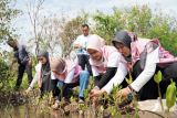 PLN Icon Plus Jawa Bagian Tengah tanam 1.000 mangrove di Maerakaca