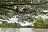 Dua anak memanjat pohon untuk terjun ke Situ Ciwaka di Pengampelan, Kota Serang, Banten, Kamis (28/11/2024). Situ Ciwaka seluas 40.000 meter persegi yang merupakan pemasok utama air irigasi tersebut memiiki potensi wisata dengan keindahan alamnya namun belum dikelola dengan baik, seperti infrastruktur penunjang wisata yang belum memadai. ANTARA FOTO/Putra M. Akbar/gp