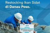 Poso Energy kembali Restocking ikan sidat di Danau Poso