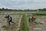 Petani menanam padi di persawahan Desa Penggalang, Ciruas, Kabupaten Serang, Banten, Kamis (28/11/2024). Pemerintah menargetkan peningkatan indeks ketahanan pangan nasional dari 76,20 pada 2024 naik menjadi 80,72 pada 2029 sebagai upaya memperkuat ketersediaan dan akses pangan bagi masyarakat. ANTARA FOTO/Putra M. Akbar/gp