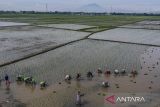 Petani menanam padi di persawahan Desa Penggalang, Ciruas, Kabupaten Serang, Banten, Kamis (28/11/2024). Pemerintah menargetkan peningkatan indeks ketahanan pangan nasional dari 76,20 pada 2024 naik menjadi 80,72 pada 2029 sebagai upaya memperkuat ketersediaan dan akses pangan bagi masyarakat. ANTARA FOTO/Putra M. Akbar/gp