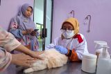 UPTD Kesehatan Hewan Lampung telah vaksinasi rabies 1.580 hewan peliharaan