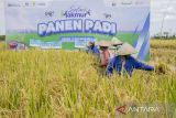 Petani memanen padi saat acara Safari Makmur Pupuk Indonesia di Cirebon, Jawa Barat, Jumat (29/11/2024). PT Pupuk Indonesia menyatakan selama tahun 2024 luas tanam Program Mari Kita Majukan Usaha Rakyat (Makmur) sudah mencapai 400 ribu hektare dari target seluas 350 ribu hektar dengan mengandeng 150 ribu petani. ANTARA FOTO/Dedhez Anggara/agr