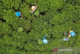 Foto udara pekerja memanen teh di perkebunan teh Cibuni di Desa Sukaresmi, Kecamatan Rancabali, Kabupaten Bandung, Jawa Barat, Jumat (29/11/2024). Kementerian Pertanian melalui Ditjen Perkebunan terus mendorong peningkatan investasi subsektor perkebunan demi menuju Indonesia Emas 2045 yang meliputi subsektor perkebunan seperti kelapa sawit, karet, kakao, kopi, dan teh, yang merupakan komoditas unggulan dengan menyumbang devisa besar bagi negara serta menyerap tenaga kerja dalam jumlah signifikan. ANTARA FOTO/Raisan Al Farisi/agr