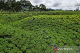 Foto udara buruh tani memanen teh di perkebunan teh Cibuni di Desa Sukaresmi, Kecamatan Rancabali, Kabupaten Bandung, Jawa Barat, Jumat (29/11/2024). Kementerian Pertanian melalui Ditjen Perkebunan terus mendorong peningkatan investasi subsektor perkebunan demi menuju Indonesia Emas 2045 yang meliputi subsektor perkebunan seperti kelapa sawit, karet, kakao, kopi, dan teh, yang merupakan komoditas unggulan dengan menyumbang devisa besar bagi negara serta menyerap tenaga kerja dalam jumlah signifikan. ANTARA FOTO/Raisan Al Farisi/agr