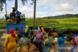 Buruh tani mengumpulkan hasil panen di perkebunan teh Cibuni di Desa Sukaresmi, Kecamatan Rancabali, Kabupaten Bandung, Jawa Barat, Jumat (29/11/2024). Kementerian Pertanian melalui Ditjen Perkebunan terus mendorong peningkatan investasi subsektor perkebunan demi menuju Indonesia Emas 2045 yang meliputi subsektor perkebunan seperti kelapa sawit, karet, kakao, kopi, dan teh, yang merupakan komoditas unggulan dengan menyumbang devisa besar bagi negara serta menyerap tenaga kerja dalam jumlah signifikan. ANTARA FOTO/Raisan Al Farisi/agr