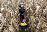 Petani memanen jagung di areal persawahan miliknya yang terendam banjir di Desa Bendilwungu, Tulungagung, Jawa Timur, Jumat (29/1/2024). Puluhan hektare sawah pertanian jagung di daerah itu terpaksa panen dini demi menghindari rusaknya mutu serta risiko penurunan bobot jagung akibat kadar air tinggi selama penghujan. ANTARA Jatim/Destyan Sujarwoko/mas.