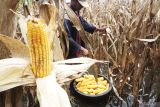 Petani memanen jagung di areal persawahan miliknya yang terendam banjir di Desa Bendilwungu, Tulungagung, Jawa Timur, Jumat (29/1/2024). Puluhan hektare sawah pertanian jagung di daerah itu terpaksa panen dini demi menghindari rusaknya mutu serta risiko penurunan bobot jagung akibat kadar air tinggi selama penghujan. ANTARA Jatim/Destyan Sujarwoko/mas.