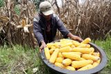 Petani memanen jagung di areal persawahan miliknya yang terendam banjir di Desa Bendilwungu, Tulungagung, Jawa Timur, Jumat (29/1/2024). Puluhan hektare sawah pertanian jagung di daerah itu terpaksa panen dini demi menghindari rusaknya mutu serta risiko penurunan bobot jagung akibat kadar air tinggi selama penghujan. ANTARA Jatim/Destyan Sujarwoko/mas.