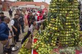 Pengunjung melihat berbagai varietas buah mangga saat Festival Mangga di Indramayu, Jawa Barat, Senin (2/12/2024). Festival tersebut selain menampilkan berbagai jenis buah mangga Indramayu juga produk-produk olahannya. ANTARA FOTO/Dedhez Anggara/agr