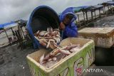 Seorang nelayan memasukkan ikan hasil tangkapan ke dalam kotak berisi es di Desa Teluk, Labuan, Kabupaten Pandeglang, Banten, Senin (2/12/2024). Kementerian Kelautan dan Perikanan (KKP) mencatat nilai ekspor produk perikanan Indonesia telah mencapai Rp76,17 triliun pada periode Januari hingga Oktober 2024 atau meningkat sebesar 4,37 persen dibanding periode yang sama tahun sebelumnya, sementara nilai impor mencapai Rp6,61 triliun atau setara dengan 8,68 persen terhadap nilai ekspor. ANTARA FOTO/Angga Budhiyanto/gp