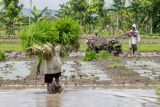 Petani membajak sawah saat masa tanam padi di Rejoso, Nganjuk, Jawa Timur, Selasa (3/12/2024). Kementerian Pertanian mempersiapkan program cetak sawah baru yang menargetkan pengembangan 3 juta hektare lahan sawah hingga 2029 untuk memperkuat ketahanan pangan nasional. Antara Jatim/Muhammad Mada/um