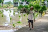 Petani memikul benih padi saat masa tanam padi di Rejoso, Nganjuk, Jawa Timur, Selasa (3/12/2024). Kementerian Pertanian mempersiapkan program cetak sawah baru yang menargetkan pengembangan 3 juta hektare lahan sawah hingga 2029 untuk memperkuat ketahanan pangan nasional. Antara Jatim/Muhammad Mada/um