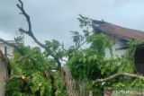 Pohon tumbang timpa bangunan sekolah di OKU Selatan