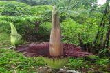 Bunga bangkai raksasa kembali mekar di Kebun Raya Liwa