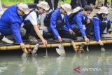 Sejumlah mahasiswa melepasliarkan satwa dilindungi hewan belangkas di Ketapang Urban Aquaculture, Mauk, Kabupaten Tangerang, Banten, Rabu (4/12/2024). Pemerintah Kabupaten Tangerang bersama Radio Elshinta menanam lima ribu pohon mangrove dan melepasliarkan 64 hewan belangkas untuk menjaga kelestarian alam di wilayah pesisir. ANTARA FOTO/Sulthony Hasanuddin/gp