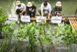 Sejumlah mahasiswa dan warga menanam pohon mangrove di Ketapang Urban Aquaculture, Mauk, Kabupaten Tangerang, Banten, Rabu (4/12/2024). Pemerintah Kabupaten Tangerang bersama Radio Elshinta menanam lima ribu pohon mangrove dan melepasliarkan 64 hewan belangkas untuk menjaga kelestarian alam di wilayah pesisir. ANTARA FOTO/Sulthony Hasanuddin/gp