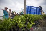 Perempuan memanen bibit mangrove untuk ditanam di Pasekan, Indramayu, Jawa Barat, Rabu (4/12/2024). Badan Retorasi Gambut dan Mangrove (BRGM) mencatat restorasi mangrove hingga Desember 2024 baru mencapai 150 ribu hektare atau 25 persen dari target yang ditetapkan sebesar 600 ribu hektare. ANTARA FOTO/Dedhez Anggara/agr
