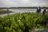 Perempuan memanen bibit mangrove untuk ditanam di Pasekan, Indramayu, Jawa Barat, Rabu (4/12/2024). Badan Retorasi Gambut dan Mangrove (BRGM) mencatat restorasi mangrove hingga Desember 2024 baru mencapai 150 ribu hektare atau 25 persen dari target yang ditetapkan sebesar 600 ribu hektare. ANTARA FOTO/Dedhez Anggara/agr
