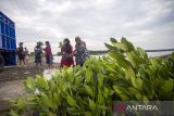 Perempuan memanen bibit mangrove untuk ditanam di Pasekan, Indramayu, Jawa Barat, Rabu (4/12/2024). Badan Retorasi Gambut dan Mangrove (BRGM) mencatat restorasi mangrove hingga Desember 2024 baru mencapai 150 ribu hektare atau 25 persen dari target yang ditetapkan sebesar 600 ribu hektare. ANTARA FOTO/Dedhez Anggara/agr
