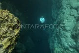 Pengunjung berenang di Gua Halo Tabung di Pulau Maratua, Berau, Kalimantan Timur, Selasa (26/11/2024). Bukit Mahligai, Goa Kabok hingga Goa Halo Tabung menjadi andalan destinasi wisata alam pemerintah kabupaten setempat untuk menggaet wisatawan dalam dan luar negeri. Antara Kaltim/M Risyal Hidayat