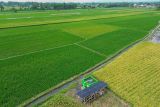 Foto udara pompa air tenaga surya mengairi irigasi lahan pertanian padi di Desa Labruk Kidul, Lumajang, Jawa Timur, Kamis (5/12/2024). Pompa air tenaga surya yang per unit dapat mengairi 10 hektar lahan pertanian tersebut merupakan bantuan dari Kementerian Pertanian dengan total 94 unit di sembilan Kecamatan sebagai upaya peningkatan produktivitas pertanian di wilayah itu. Antara Jatim/Irfan Sumanjaya/um