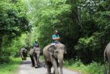 TNWK jelaskan hasil pengamatan visual kematian anak gajah