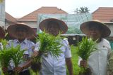 Penjabat (Pj) Wali Kota Pontianak Edi Suryanto (tengah) didampingi oleh Kabid Hortikultura, Dinas Tanaman Pangan dan Hortikultura Kalbar Bader Sasmara (kiri) dan Kepala Dinas Pangan Pertanian dan Perikanan Pontianak Muchamad Yamin (kanan) memanen sayuran Pekarangan Pekarangan Lestari (P2L) pada kegiatan Launching Gerakan Menanam Pekarangan Bergizi Cepat Panen di Jalan Petani Gg. Harapan 1 di Pontianak, Kalimantan Barat, Rabu (4/12/2024). Gerakan Menanam Perkarangan Bergizi Cepat Panen tersebut menjadi sarana pengembangan perkarangan sekitar secara optimal yang bertujuan untuk meningkatkan ketahanan pangan dan memaksimalkan pemanfaatan pekarangan. ANTARA/Kristian Jonathan