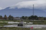 Petani membajak sawah menggunakan traktor pada area persawahan di Kecamatan Kasemen, Kota Serang, Banten, Jumat (6/12/2024). Menteri Pertanian Andi Amran Sulaiman mengatakan bahwa pihaknya akan menggarap lahan seluas 2,3 juta hektare sawah yang dipetakan dalam tiga bentuk meliputi optimalisasi lahan rawa, cetak sawah baru, serta normalisasi irigasi tersier, primer, dan sekunder daerah eksisting sehingga bisa mencapai swasembada pangan yang ditargetkan Presiden Prabowo Subianto. ANTARA FOTO/Angga Budhiyanto/gp