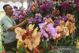 Pengunjung mengamati tanaman anggrek yang dipamerkan dan dijual saat Tangsel Orchid Festival di BXC Mall, Bintaro, Tangerang Selatan, Banten, Kamis (5/12/2024). Pemerintah Kota Tangerang Selatan (Tangsel) menggelar pameran yang diikuti 20 stan pelaku usaha tanaman hias anggrek untuk mengenalkan potensi sektor budidaya anggrek yang merupakan ikon Tangsel tersebut ke kancah nasional dan internasional yang berlangsung hingga 8 Desember 2024. ANTARA FOTO/Sulthony Hasanuddin/gp