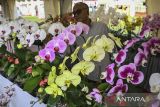 Pengunjung mengamati tanaman anggrek yang dipamerkan dan dijual saat Tangsel Orchid Festival di BXC Mall, Bintaro, Tangerang Selatan, Banten, Kamis (5/12/2024). Pemerintah Kota Tangerang Selatan (Tangsel) menggelar pameran yang diikuti 20 stan pelaku usaha tanaman hias anggrek untuk mengenalkan potensi sektor budidaya anggrek yang merupakan ikon Tangsel tersebut ke kancah nasional dan internasional yang berlangsung hingga 8 Desember 2024. ANTARA FOTO/Sulthony Hasanuddin/gp