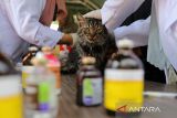 Dokter hewan memeriksa kesehatan kucing saat launching Klinik Hewan Keliling dan Dokter Hewan Masuk Desa di Banda Aceh, Aceh, Jumat ( 6/12/2024). Pemerintah Aceh meluncurkan program Klinik Hewan Keliling dan Dokter Hewan Masuk Desa di daerah itu dalam upaya pencegahan berbagai penyakit pada hewan dan ternak perliharaan dengan target  tahun 2026 Aceh zero case atau tidak ada penyakit hewan. ANTARA FOTO/Ampelsa.