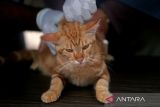 Dokter hewan memeriksa kesehatan kucing saat launching Klinik Hewan Keliling dan Dokter Hewan Masuk Desa di Banda Aceh, Aceh, Jumat ( 6/12/2024). Pemerintah Aceh meluncurkan program Klinik Hewan Keliling dan Dokter Hewan Masuk Desa di daerah itu dalam upaya pencegahan berbagai penyakit pada hewan dan ternak perliharaan dengan target  tahun 2026 Aceh zero case atau tidak ada penyakit hewan. ANTARA FOTO/Ampelsa.